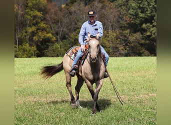 American Quarter Horse, Ruin, 4 Jaar, 150 cm, Buckskin