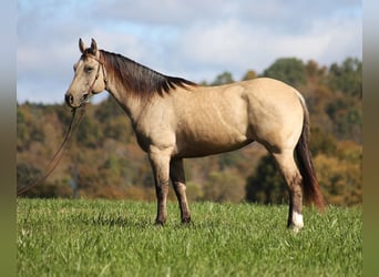 American Quarter Horse, Ruin, 4 Jaar, 150 cm, Buckskin