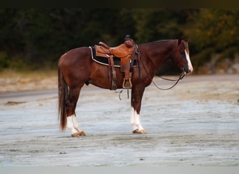 American Quarter Horse, Ruin, 4 Jaar, 150 cm, Donkere-vos