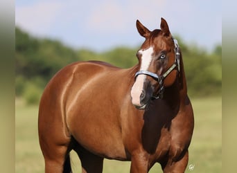 American Quarter Horse, Ruin, 4 Jaar, 150 cm, Donkere-vos