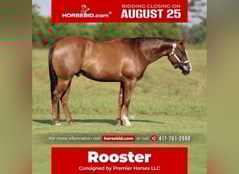 American Quarter Horse, Ruin, 4 Jaar, 150 cm, Donkere-vos