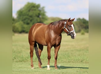 American Quarter Horse, Ruin, 4 Jaar, 150 cm, Donkere-vos