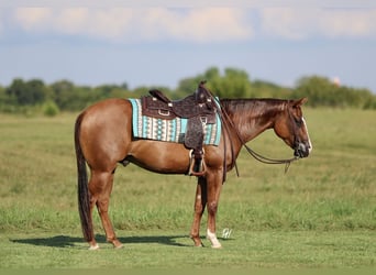 American Quarter Horse, Ruin, 4 Jaar, 150 cm, Donkere-vos