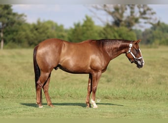 American Quarter Horse, Ruin, 4 Jaar, 150 cm, Donkere-vos