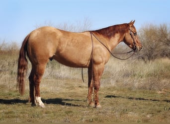 American Quarter Horse, Ruin, 4 Jaar, 150 cm, Falbe