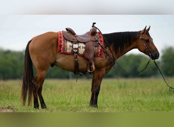 American Quarter Horse, Ruin, 4 Jaar, 150 cm, Falbe