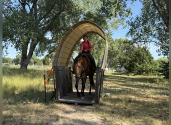 American Quarter Horse, Ruin, 4 Jaar, 150 cm, Falbe