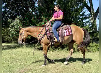 American Quarter Horse, Ruin, 4 Jaar, 150 cm, Falbe