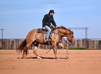 American Quarter Horse, Ruin, 4 Jaar, 150 cm, Falbe