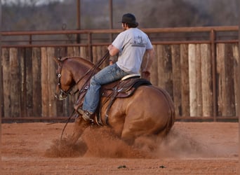 American Quarter Horse, Ruin, 4 Jaar, 150 cm, Falbe