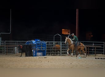 American Quarter Horse, Ruin, 4 Jaar, 150 cm, Palomino