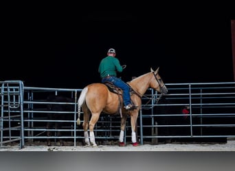 American Quarter Horse, Ruin, 4 Jaar, 150 cm, Palomino