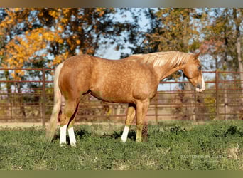 American Quarter Horse, Ruin, 4 Jaar, 150 cm, Palomino