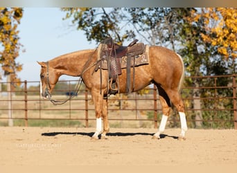 American Quarter Horse, Ruin, 4 Jaar, 150 cm, Palomino