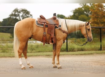 American Quarter Horse, Ruin, 4 Jaar, 150 cm, Palomino