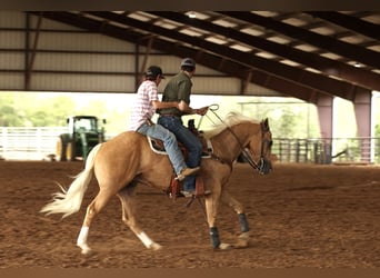American Quarter Horse, Ruin, 4 Jaar, 150 cm, Palomino