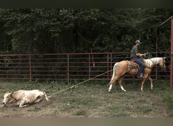 American Quarter Horse, Ruin, 4 Jaar, 150 cm, Palomino