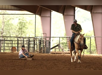 American Quarter Horse, Ruin, 4 Jaar, 150 cm, Palomino