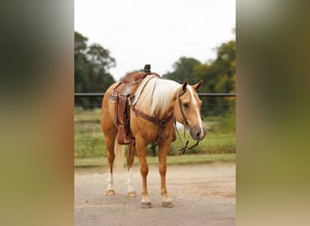 American Quarter Horse, Ruin, 4 Jaar, 150 cm, Palomino