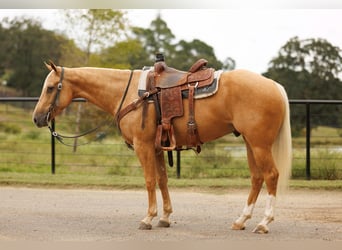 American Quarter Horse, Ruin, 4 Jaar, 150 cm, Palomino