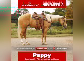American Quarter Horse, Ruin, 4 Jaar, 150 cm, Palomino