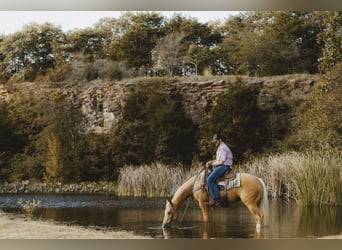 American Quarter Horse, Ruin, 4 Jaar, 150 cm, Palomino