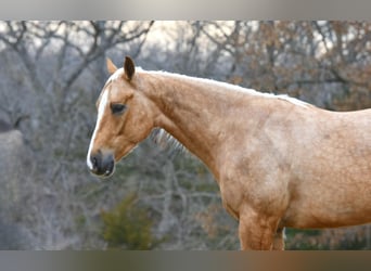 American Quarter Horse, Ruin, 4 Jaar, 150 cm, Palomino