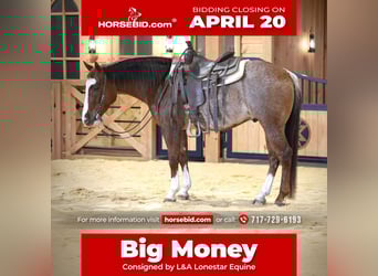 American Quarter Horse, Ruin, 4 Jaar, 150 cm, Rabicano