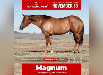 American Quarter Horse, Ruin, 4 Jaar, 150 cm, Red Dun