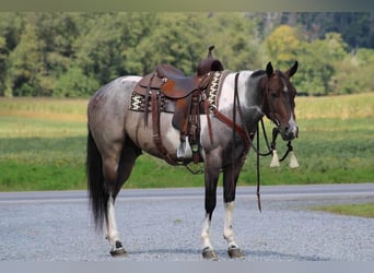 American Quarter Horse Mix, Ruin, 4 Jaar, 150 cm, Roan-Bay
