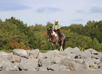 American Quarter Horse Mix, Ruin, 4 Jaar, 150 cm, Roan-Bay