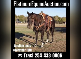American Quarter Horse, Ruin, 4 Jaar, 150 cm, Roan-Blue