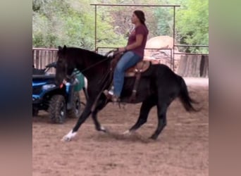 American Quarter Horse, Ruin, 4 Jaar, 150 cm, Roan-Blue