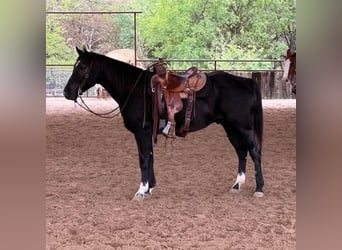 American Quarter Horse, Ruin, 4 Jaar, 150 cm, Roan-Blue