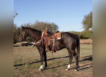 American Quarter Horse, Ruin, 4 Jaar, 150 cm, Roan-Blue