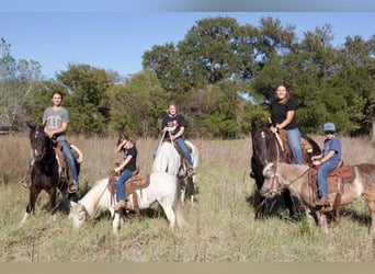 American Quarter Horse, Ruin, 4 Jaar, 150 cm, Roan-Blue