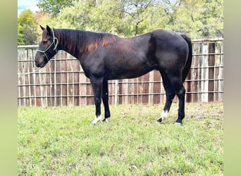 American Quarter Horse, Ruin, 4 Jaar, 150 cm, Roan-Blue