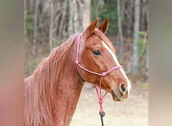 American Quarter Horse, Ruin, 4 Jaar, 150 cm, Roan-Red