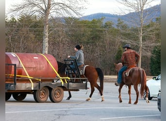 American Quarter Horse, Ruin, 4 Jaar, 150 cm, Roan-Red