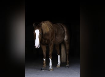 American Quarter Horse, Ruin, 4 Jaar, 150 cm, Roan-Red
