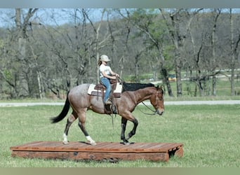 American Quarter Horse, Ruin, 4 Jaar, 150 cm, Roan-Red