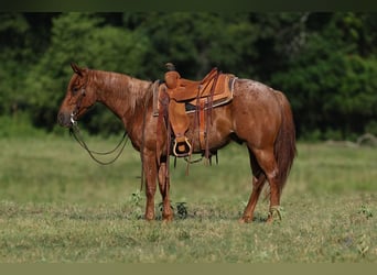 American Quarter Horse, Ruin, 4 Jaar, 150 cm, Roan-Red