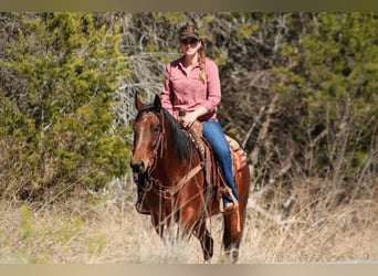 American Quarter Horse, Ruin, 4 Jaar, 150 cm, Roodbruin