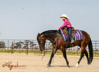 American Quarter Horse, Wallach, 4 Jahre, 150 cm, Rotbrauner