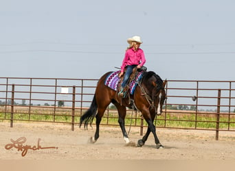 American Quarter Horse, Ruin, 4 Jaar, 150 cm, Roodbruin