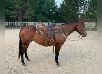 American Quarter Horse, Ruin, 4 Jaar, 150 cm, Roodbruin