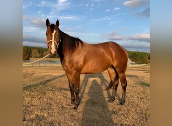 American Quarter Horse, Ruin, 4 Jaar, 150 cm, Roodbruin