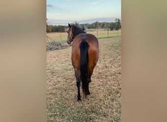 American Quarter Horse, Ruin, 4 Jaar, 150 cm, Roodbruin