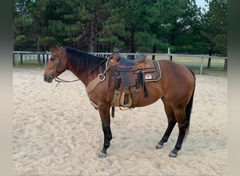 American Quarter Horse, Ruin, 4 Jaar, 150 cm, Roodbruin