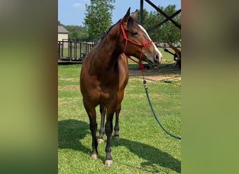 American Quarter Horse, Ruin, 4 Jaar, 150 cm, Roodbruin